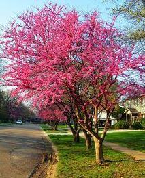 California redbud tree