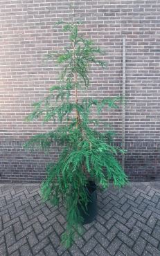 Coast Redwood 25 meter 2