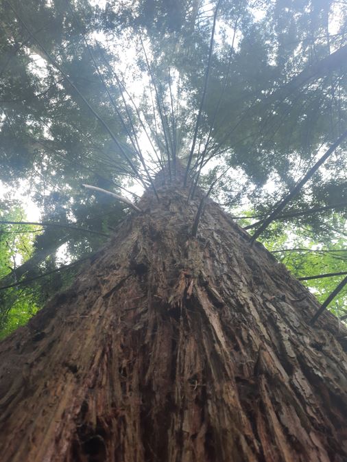 Coast Redwood 42 meter