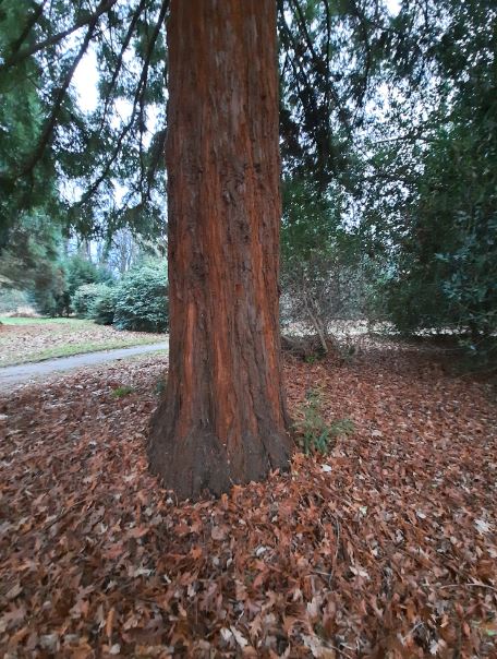 Redwoods bast kasteel Geldrop